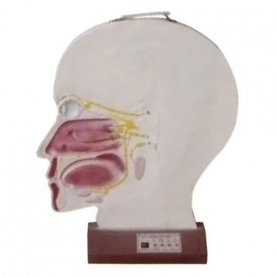 腦部副交感電動模型， 大腦神經模型 ，腦部神經系統(tǒng)模型