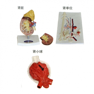 腎臟、腎單位、腎小球放大模型