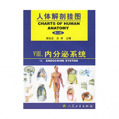《人體解剖掛圖》-內分泌系統掛圖（4張）