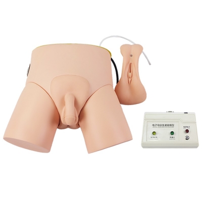 電子導尿灌腸教學實習模型