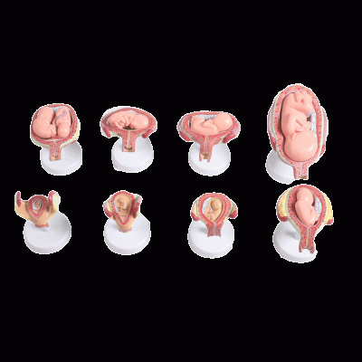 胎兒(胚胎)妊娠發育過程模型