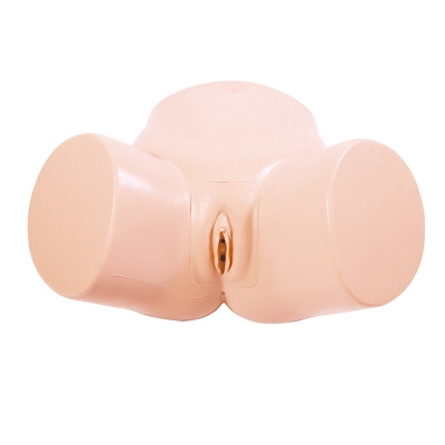 女性導尿模型